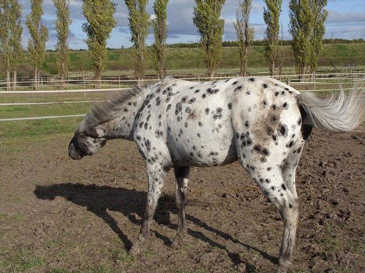 Appaloosa Night-Shift billede 7