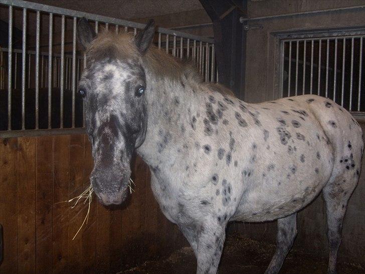 Appaloosa Night-Shift billede 8