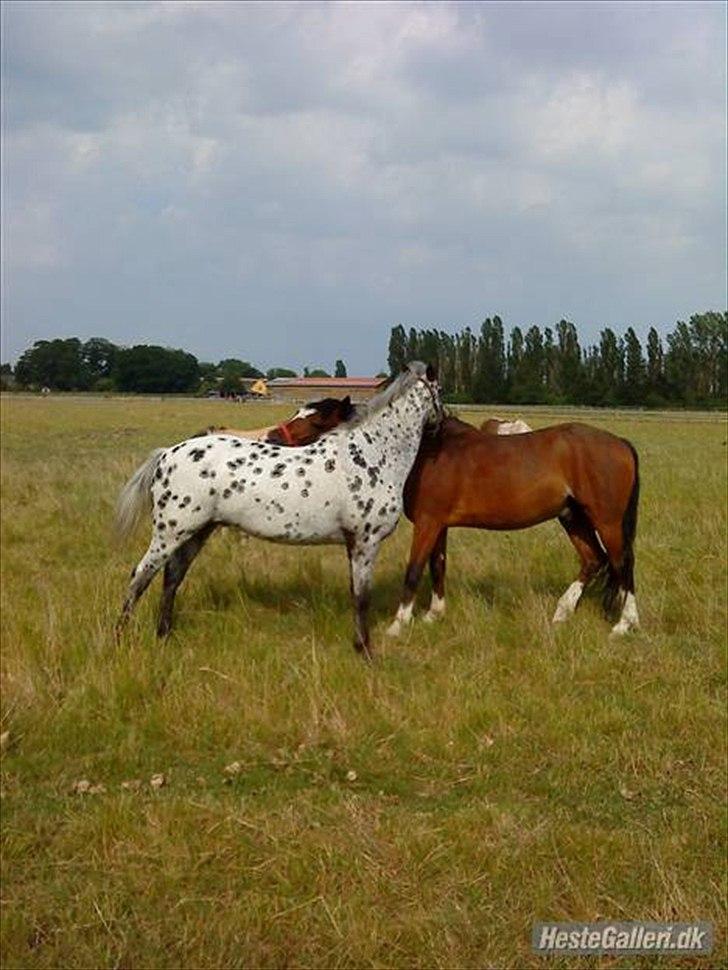 Appaloosa Night-Shift billede 11