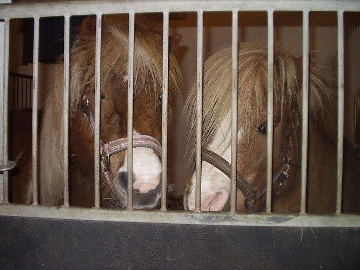 Shetlænder Ingeborg - De små tremmekalve :-) billede 13