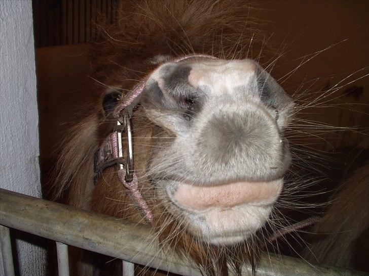 Shetlænder Ingeborg - Så kys mig dog billede 14