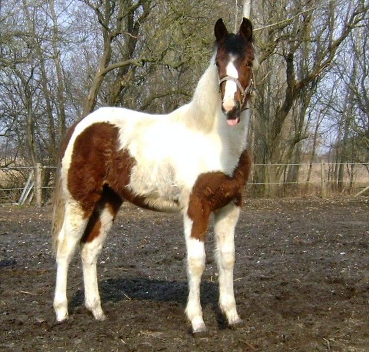 Pinto Laguna Pinto Princess(solgt) billede 3