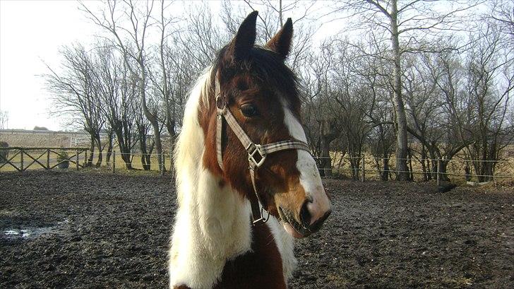 Pinto Laguna Pinto Princess(solgt) billede 5