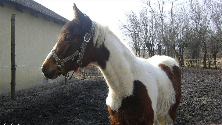 Pinto Laguna Pinto Princess(solgt) billede 6