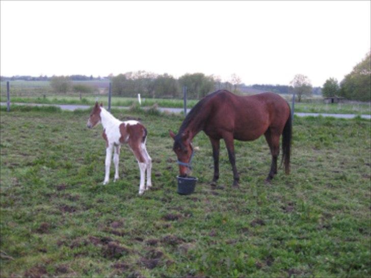 Pinto Laguna Pinto Princess(solgt) billede 7