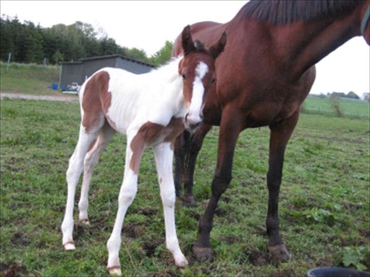 Pinto Laguna Pinto Princess(solgt) billede 8