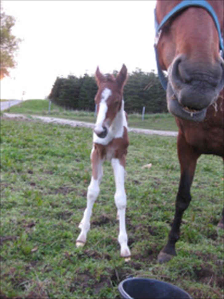 Pinto Laguna Pinto Princess(solgt) billede 9