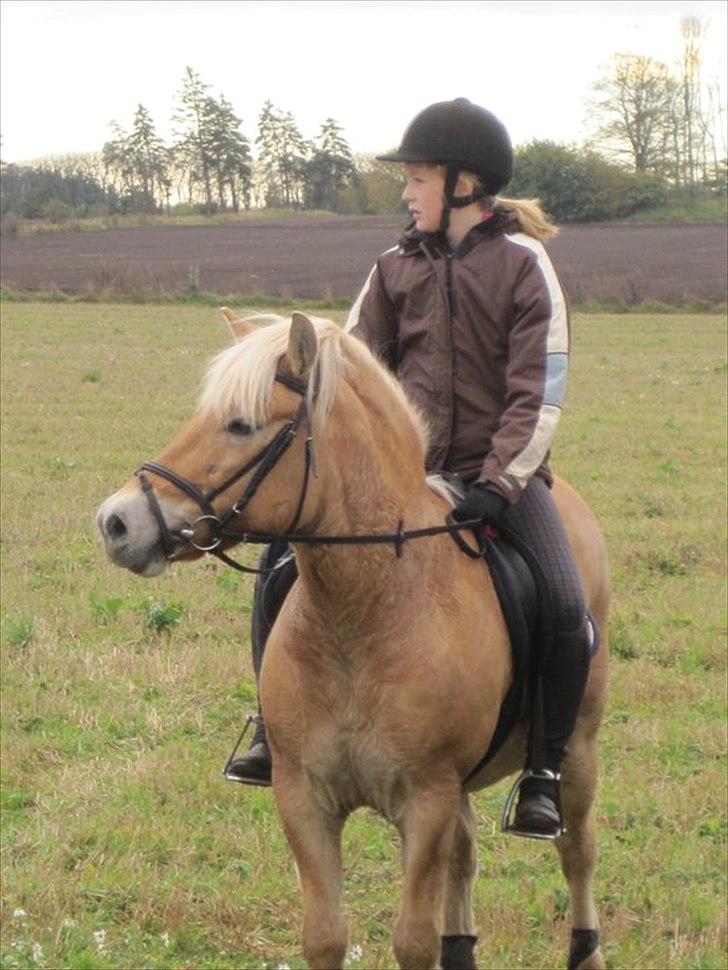 Anden særlig race Safran - "rævehalejagt" billede 5