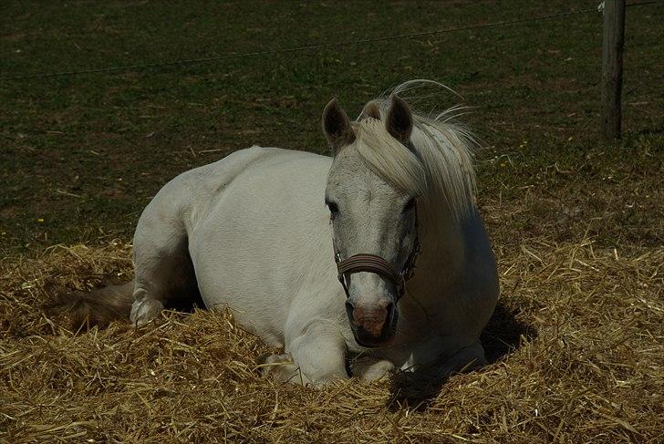 Anden særlig race Snehvide. billede 11