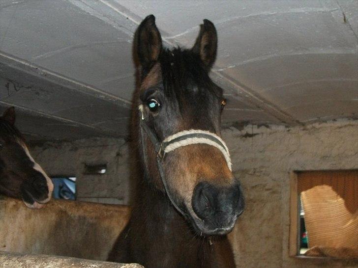 Anden særlig race Payback - Januar 2011 billede 5