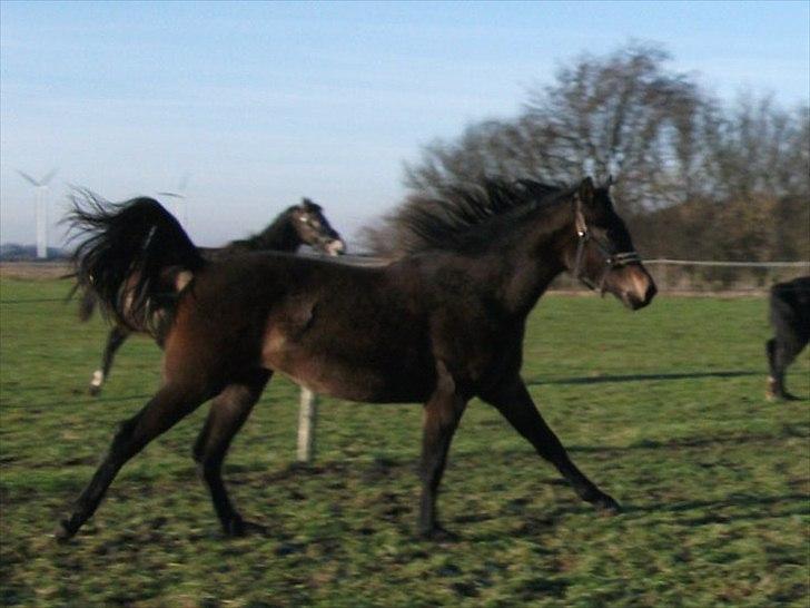 Anden særlig race Payback - Januar 2011 billede 6