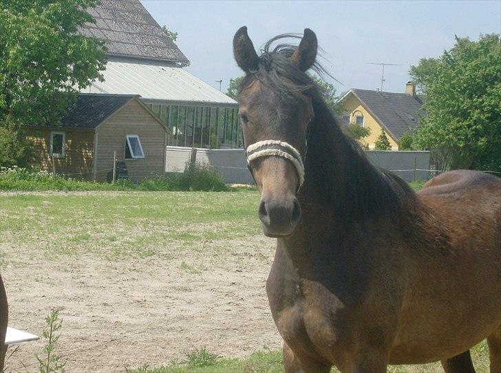 Anden særlig race Payback - Payback sommeren 2010 billede 8