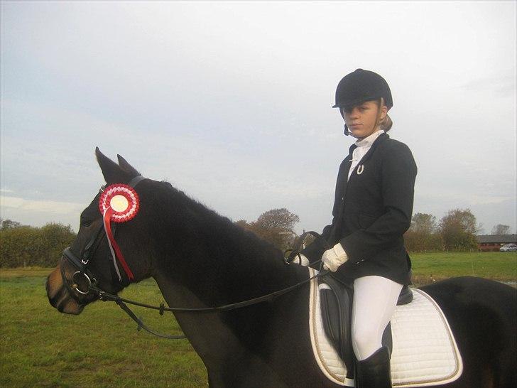 New Forest Egeballes Ofelia  billede 13