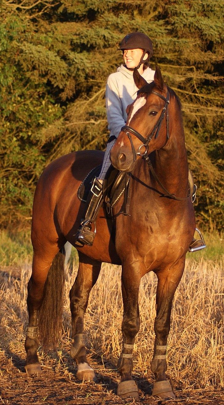 Dansk Varmblod Castor - Solgt billede 1