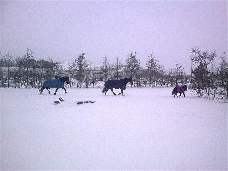 Frieser Tesse billede 13