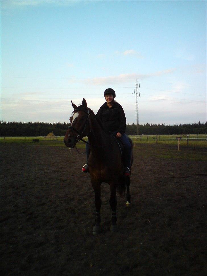 Dansk Varmblod Castor - Solgt - Sanne på en træt Castor ;-).  billede 2