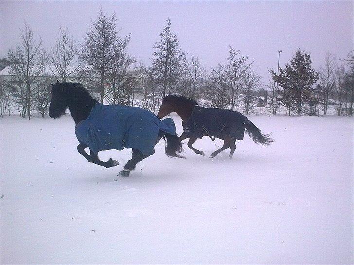 Frieser Tesse billede 14