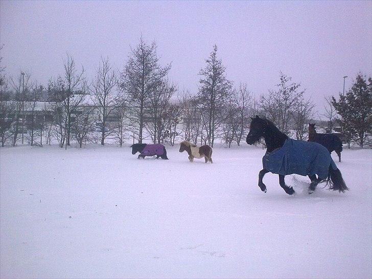 Frieser Tesse billede 15