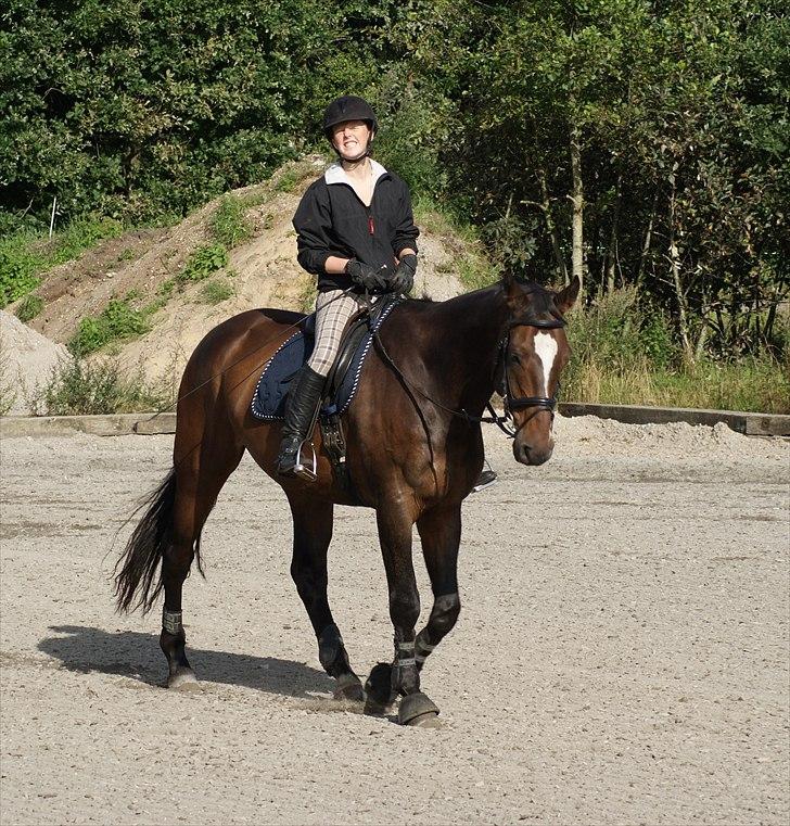 Dansk Varmblod Castor - Solgt billede 3