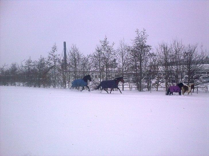 Frieser Tesse billede 16