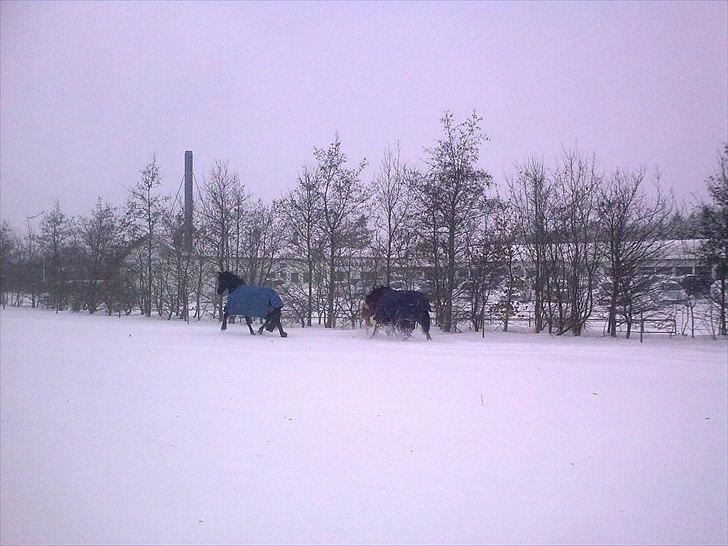 Frieser Tesse billede 17