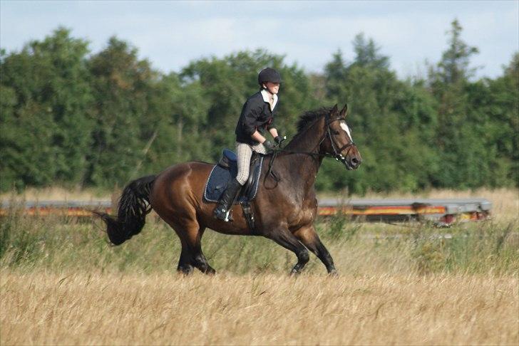 Dansk Varmblod Castor - Solgt billede 4