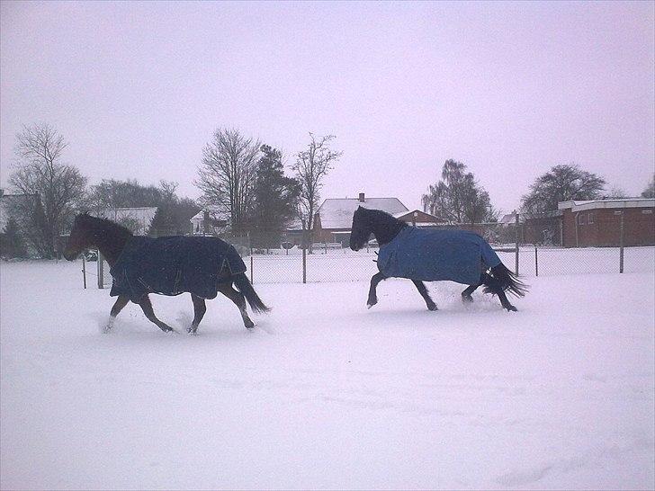 Frieser Tesse billede 18