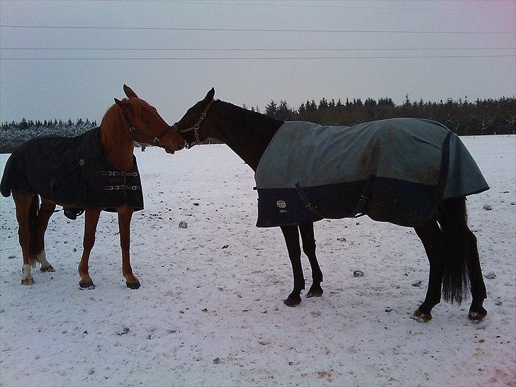Dansk Varmblod Castor - Solgt - Castor og Rav :-). billede 5