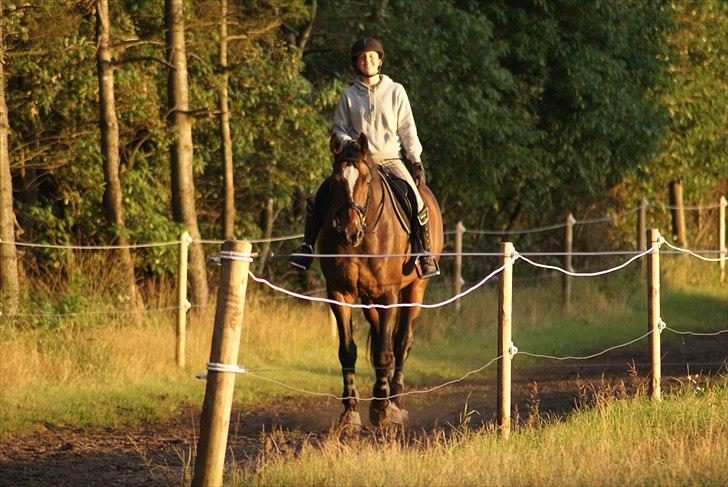 Dansk Varmblod Castor - Solgt billede 6