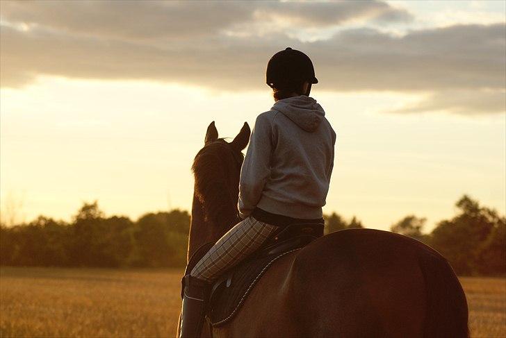 Dansk Varmblod Castor - Solgt billede 7