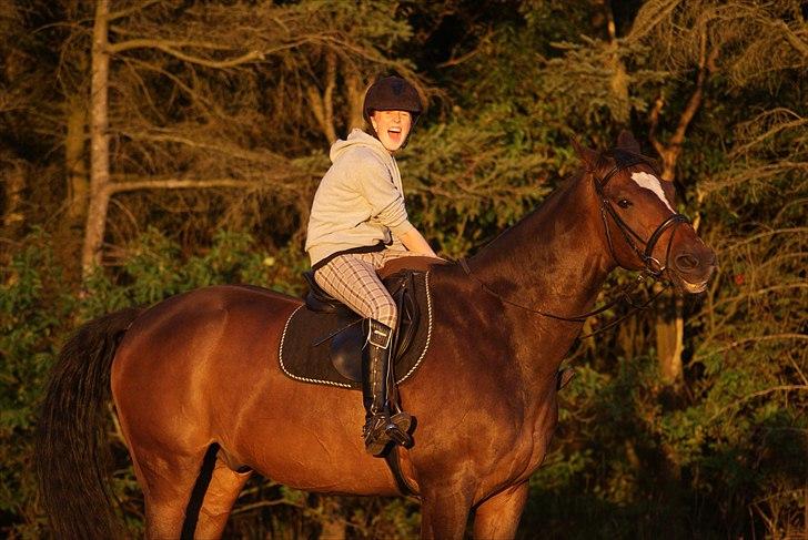 Dansk Varmblod Castor - Solgt - Smiiiil :-D. billede 8