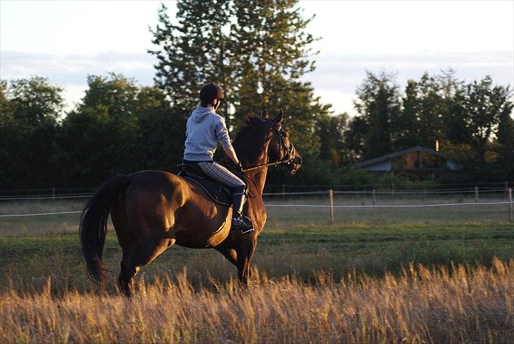 Dansk Varmblod Castor - Solgt billede 9