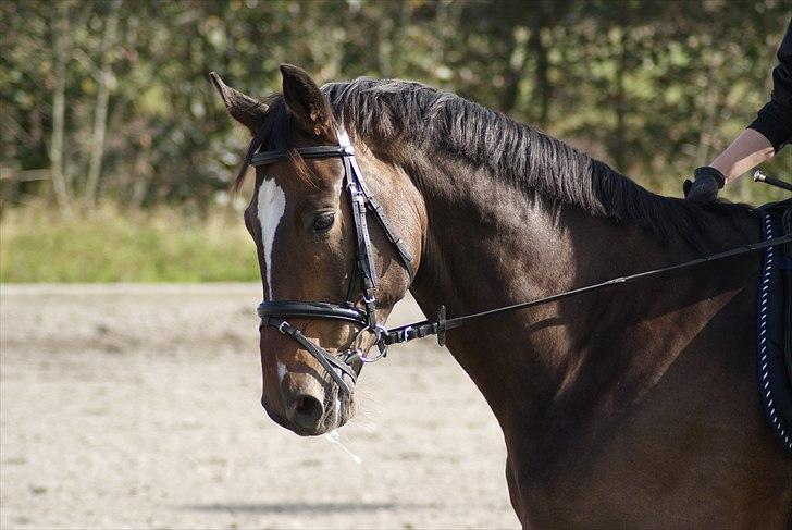 Dansk Varmblod Castor - Solgt billede 10