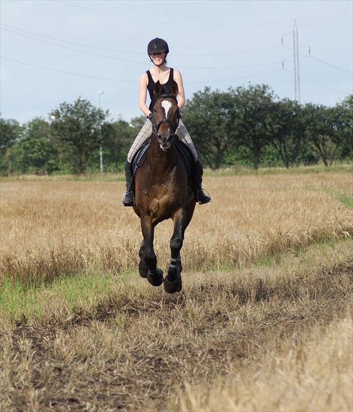 Dansk Varmblod Castor - Solgt - Min flyvende Castor :-). billede 11