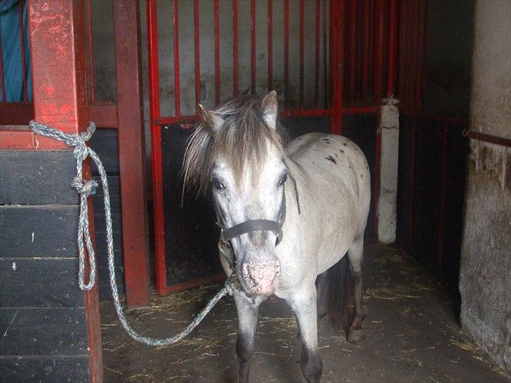 Anden særlig race Hugo billede 3