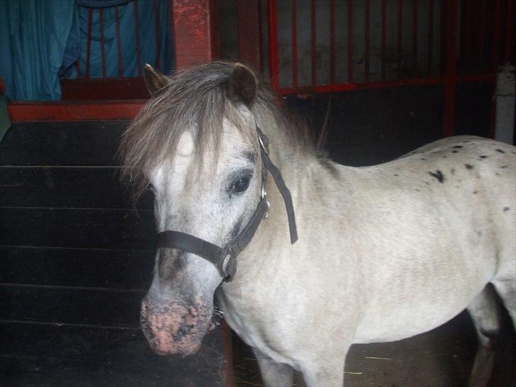 Anden særlig race Hugo billede 4