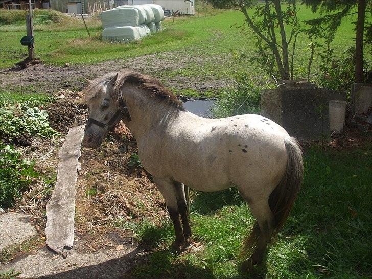 Anden særlig race Hugo billede 9