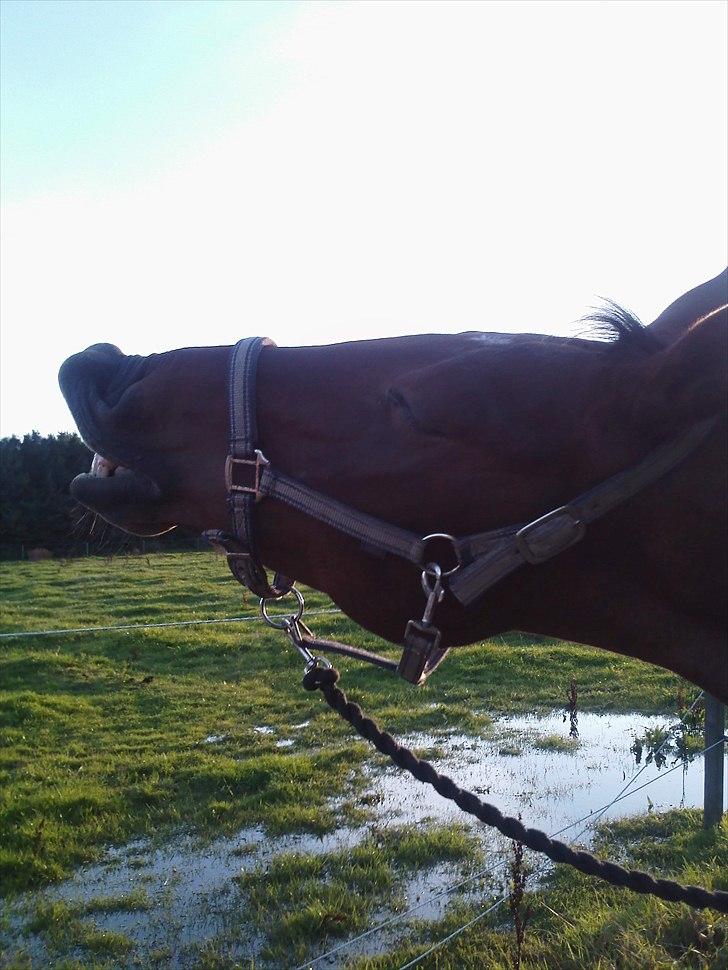 Anden særlig race Charlie Mingus - Se hvor jeg smile kan... billede 15