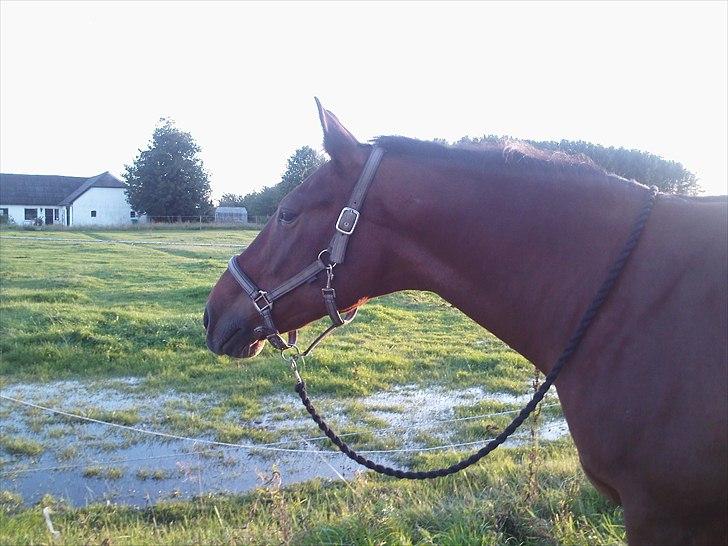 Anden særlig race Charlie Mingus billede 16