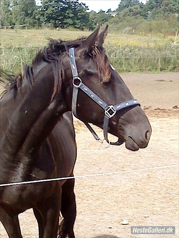 Anden særlig race Ravnholts Blaze billede 12