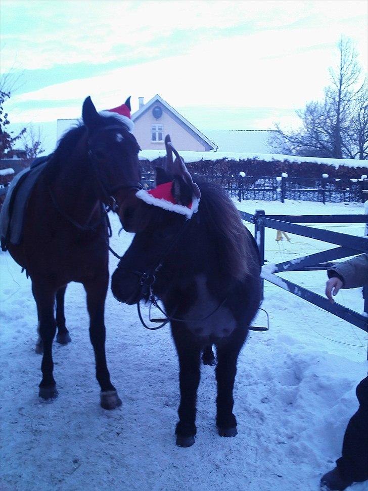 Anden særlig race Charlie Mingus - Julemandshest og hans rensdyr... billede 17