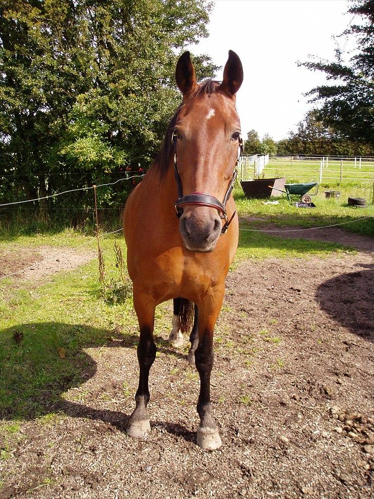 Anden særlig race Charlie Mingus billede 18