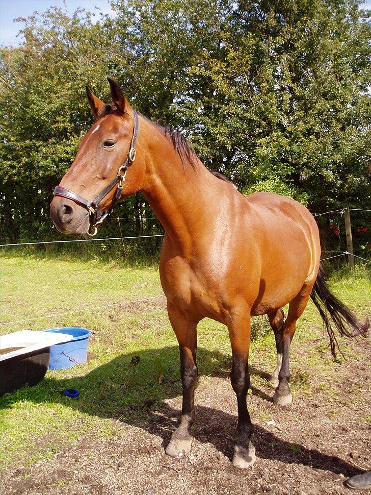 Anden særlig race Charlie Mingus billede 20