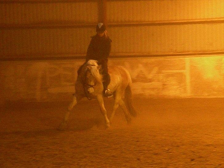 Tyroler Haflinger Bonny - D. 1 April 2011 - Fotograf; Lisa Anne Kreiberg Pedersen billede 2