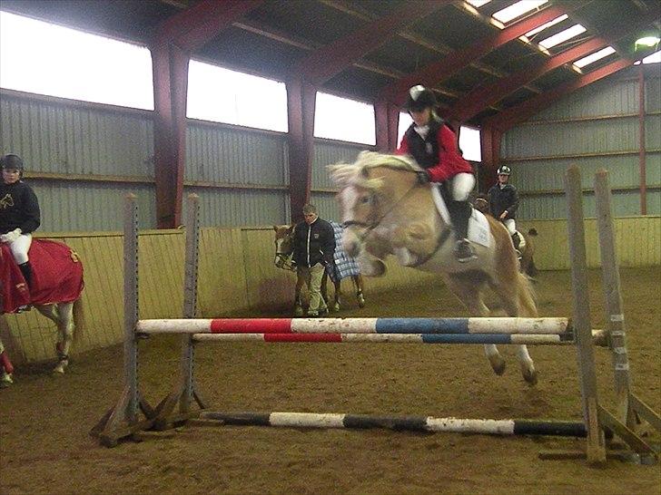 Tyroler Haflinger Bonny - Stævne i Hammerlev D. 22 Januar 2011 - Fotograf; Lisa Anne Kreiberg Pedersen billede 3