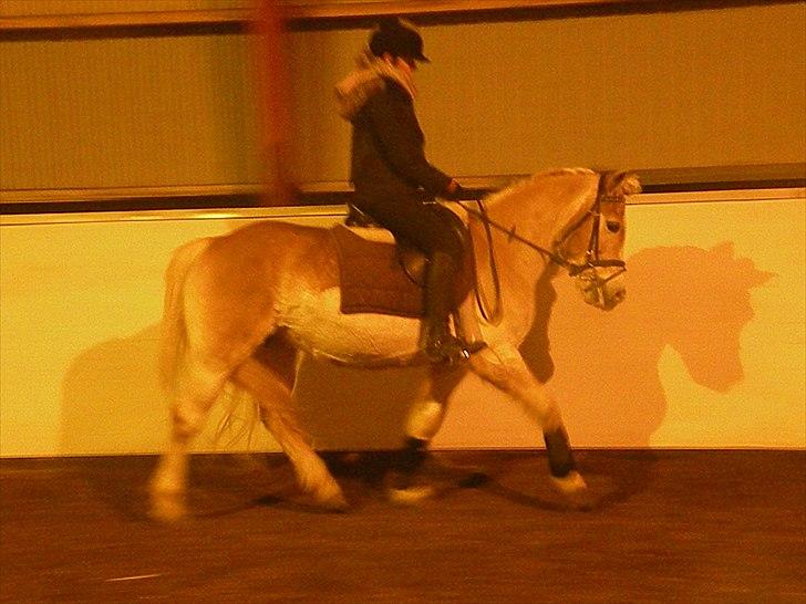Tyroler Haflinger Bonny - D. 10 Januar 2011 - Fotograf; Lisa Anne Kreiberg Pedersen billede 5