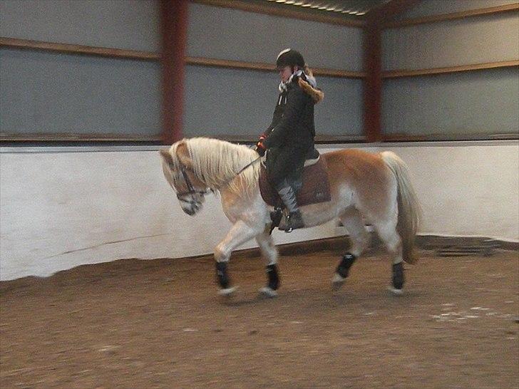 Tyroler Haflinger Bonny - D. 25 December 2010 - Fotograf; Lisa Anne Kreiberg Pedersen billede 6