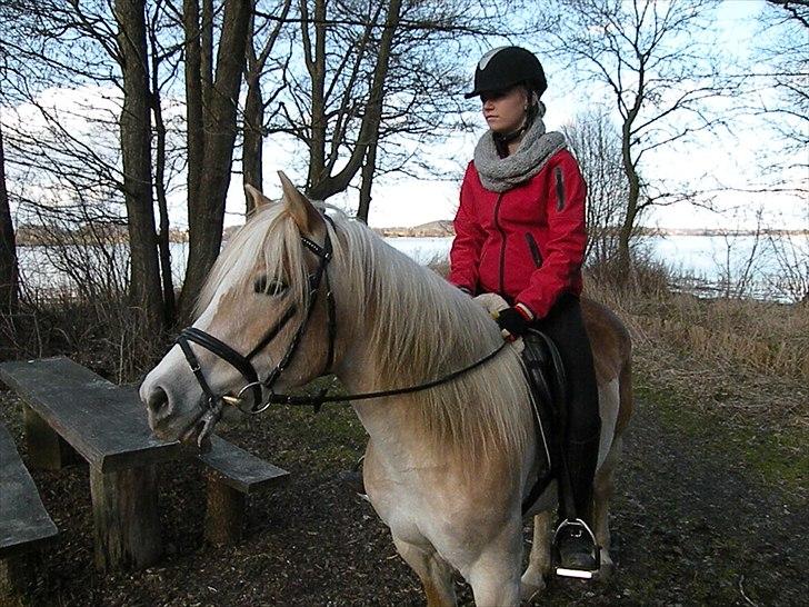 Tyroler Haflinger Bonny - D. 26 Marts 2011 i dyrehaven Haderslev - Fotograf; Lisa Anne Kreiberg Pedersen billede 8