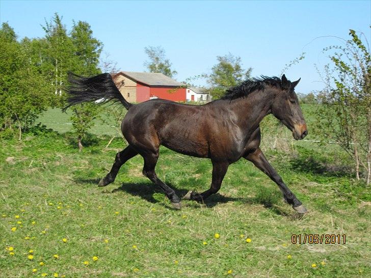 Traver Tøzzen  - ;-) billede 4