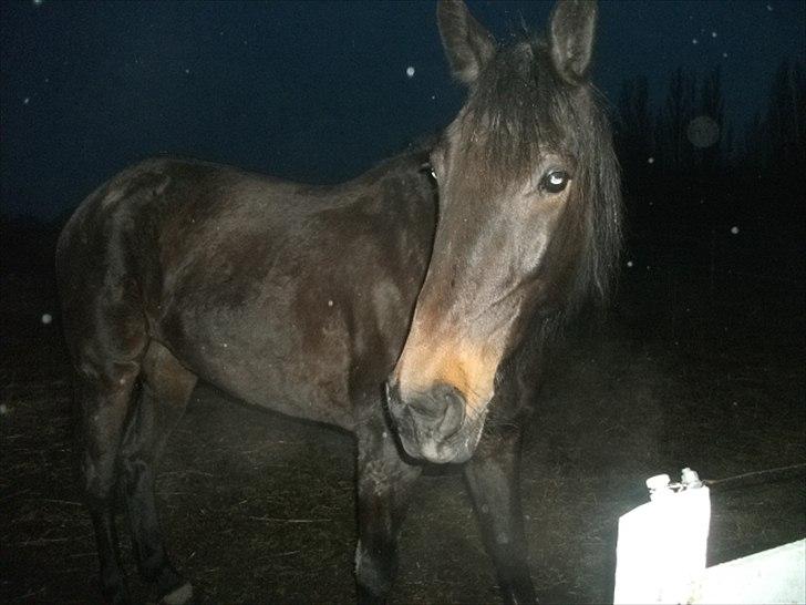 Traver Tøzzen  - ... billede 6